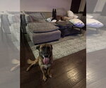 Small Photo #2 Mutt Puppy For Sale in Imlay City, MI, USA