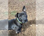 Small #7 American Pit Bull Terrier-Chihuahua Mix