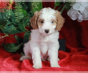 Papi-Poo Puppy for sale in APPLE CREEK, OH, USA