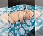 Small Photo #98 French Bulldog Puppy For Sale in MCKINLEYVILLE, CA, USA