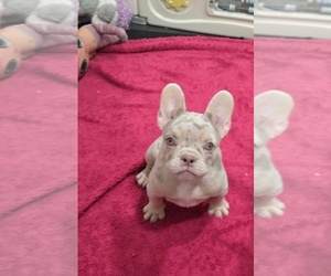 French Bulldog Puppy for sale in NORTH PORT, FL, USA