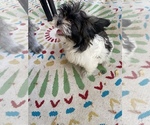 Small Photo #4 Shih Tzu Puppy For Sale in KILLEEN, TX, USA