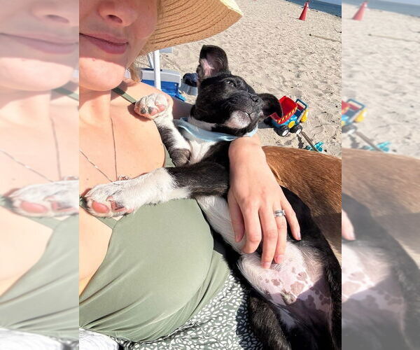 Medium Photo #12 Mutt Puppy For Sale in Dana Point, CA, USA