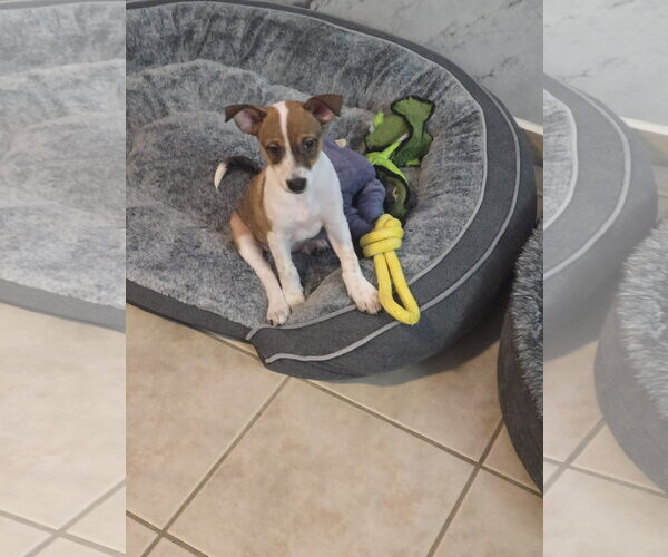 Medium Photo #9 Jack Russell Terrier-Parson Russell Terrier Mix Puppy For Sale in Sanford, FL, USA