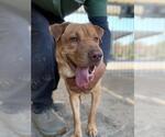 Small #2 Chinese Shar-Pei Mix