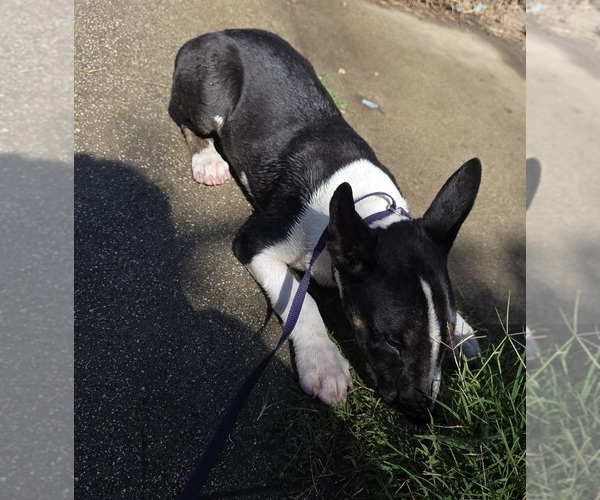 Medium Photo #2 Bull Terrier Puppy For Sale in LONG BEACH, CA, USA