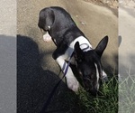 Small #1 Bull Terrier