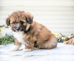 Small Photo #25 Aussiedoodle Miniature  Puppy For Sale in MILLERSBURG, OH, USA
