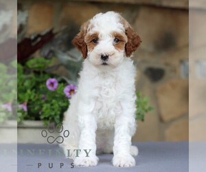 Goldendoodle (Miniature) Puppy for sale in EAST EARL, PA, USA