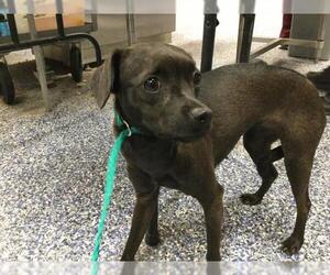 Chihuahua-Unknown Mix Dogs for adoption in Riverside, CA, USA