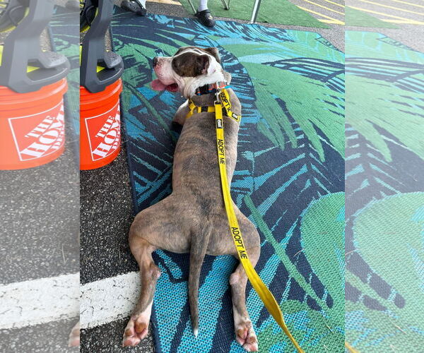 Medium Photo #5 American Pit Bull Terrier-American Staffordshire Terrier Mix Puppy For Sale in Atlanta, GA, USA