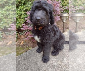 Bernedoodle Puppy for sale in AND, SC, USA