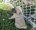 Puppy Dovey Love Pug