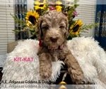 Puppy KitKat Goldendoodle