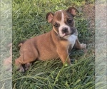 Small #1 Bulldog