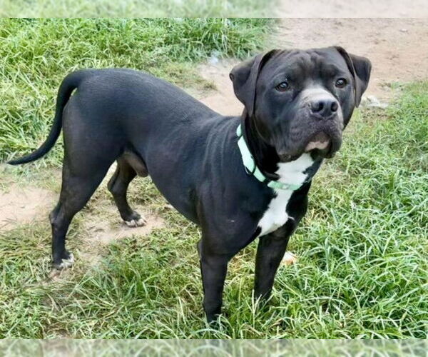Medium Photo #3 American Pit Bull Terrier-Unknown Mix Puppy For Sale in Millersville, MD, USA