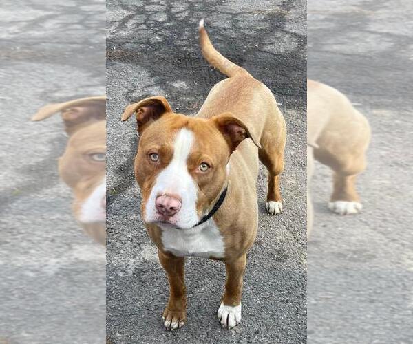 Medium Photo #5 Mutt Puppy For Sale in Candler, NC, USA