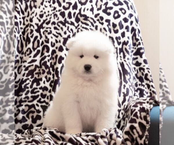 Medium Photo #1 Samoyed Puppy For Sale in CASCADE, MD, USA