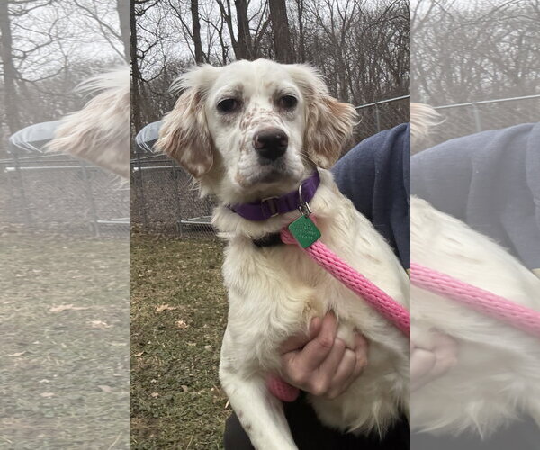 Medium Photo #3 English Setter-Unknown Mix Puppy For Sale in Clarkston, MI, USA
