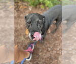 Small #14 Boxer Mix