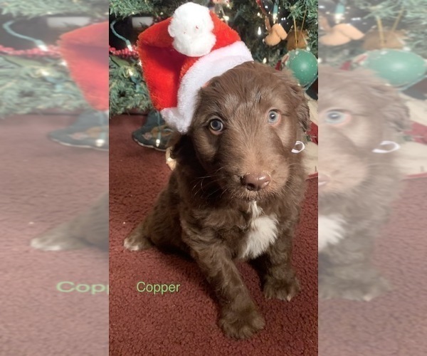 Medium Photo #1 F2 Aussiedoodle Puppy For Sale in ARBA, IN, USA