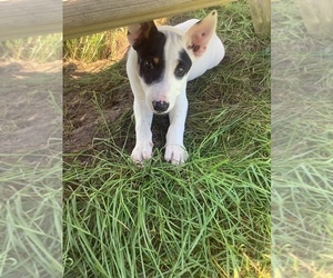 Australian Cattle Dog-Border Collie Mix Puppy for sale in HILLSBORO, WI, USA