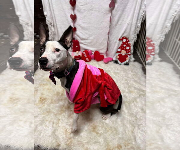 Medium Photo #9 American Pit Bull Terrier-Unknown Mix Puppy For Sale in Germantown, OH, USA