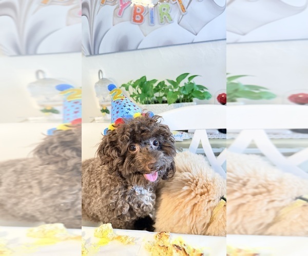 Medium Photo #1 Poodle (Miniature) Puppy For Sale in FORT MYERS, FL, USA
