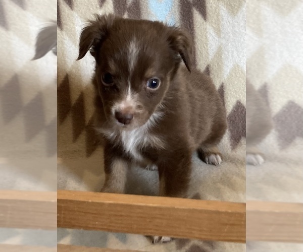 Medium Photo #5 Miniature Australian Shepherd Puppy For Sale in FORT MORGAN, CO, USA