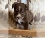 Small #4 Miniature Australian Shepherd