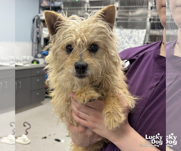 Medium Photo #3 Mutt Puppy For Sale in Washington, DC, USA