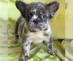 Small Photo #5 French Bulldog Puppy For Sale in ANDERSONVILLE, TN, USA