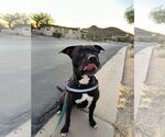 Small American Pit Bull Terrier-Staffordshire Bull Terrier Mix