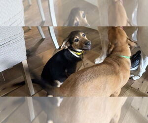 Mutt Dogs for adoption in Springdale, PA, USA