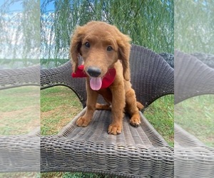 Aussiedoodle-Goldendoodle Mix Puppy for sale in BOILING SPRINGS, SC, USA