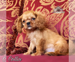 Small Photo #3 Cavalier King Charles Spaniel Puppy For Sale in MIAMI, FL, USA
