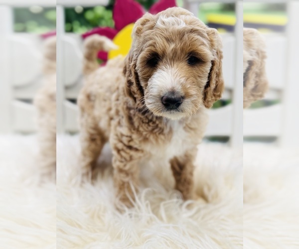Medium Photo #7 Australian Labradoodle-Poodle (Standard) Mix Puppy For Sale in CANTON, IL, USA