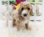 Puppy Puppy 6 Australian Labradoodle-Poodle (Standard) Mix