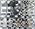 Small Photo #5 Chihuahua-Unknown Mix Puppy For Sale in San Francisco, CA, USA