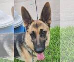 Small #3 German Shepherd Dog