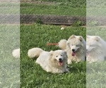 Small Photo #1 Samoyed Puppy For Sale in UNITY, WI, USA