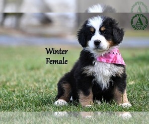 Medium Bernese Mountain Dog