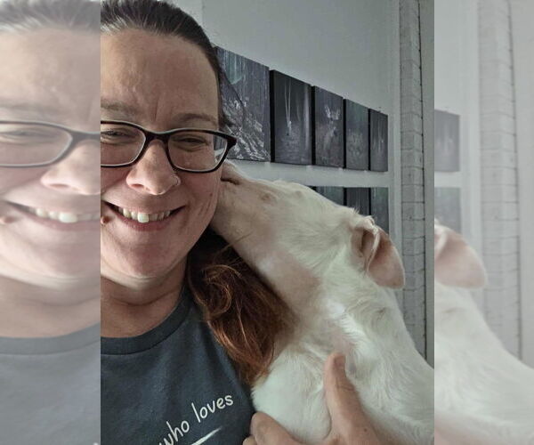 Medium Photo #7 American Pit Bull Terrier-Unknown Mix Puppy For Sale in Raleigh, NC, USA