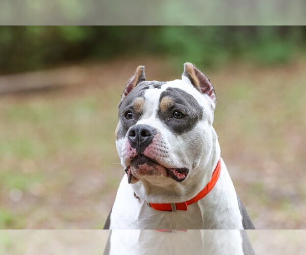 Medium Photo #5 American Staffordshire Terrier-Unknown Mix Puppy For Sale in  Gainesville, FL, USA