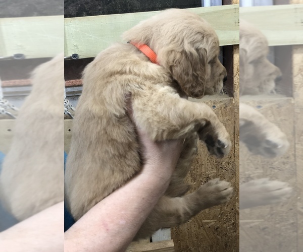 Medium Photo #9 Golden Retriever Puppy For Sale in MCCOMB, MS, USA