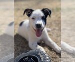 Small Photo #3 Australian Shepherd-Unknown Mix Puppy For Sale in Hillsboro, MO, USA