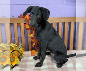 Mutt Dogs for adoption in Genesee, WI, USA