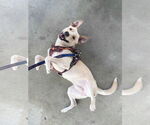 Small #1 Labrador Retriever Mix