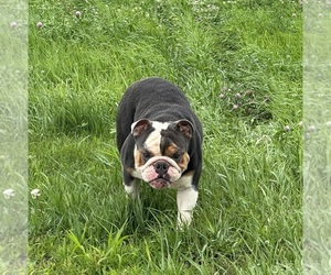 Mother of the Bulldog puppies born on 08/16/2026