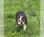 Small Photo #1 Bulldog Puppy For Sale in HINTON, IA, USA